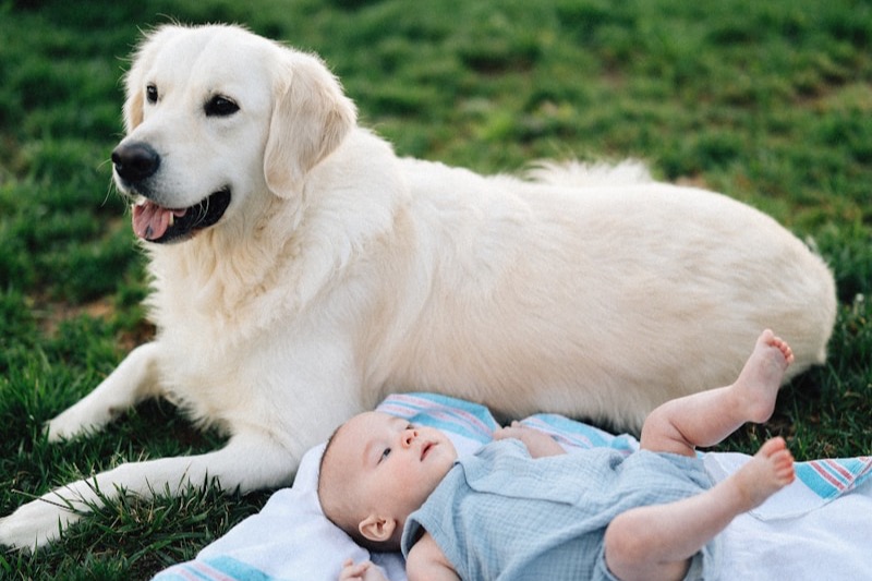 Golden retriever gently watching over a baby on the grass